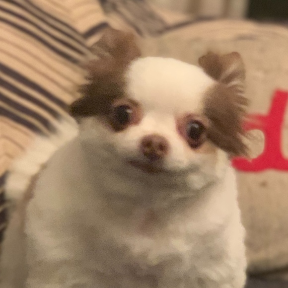 Meet your Posher, Kapan - Picture 1 of 1